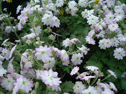 ウンナン　サクラソウ