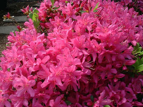 キリシマツツジ