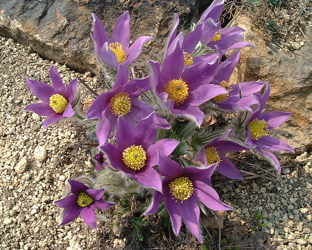 プルサティラ　ゲイリー