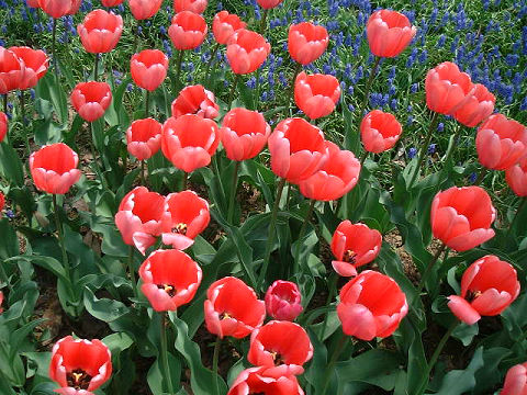 チューリップ　ピンクインプレッション