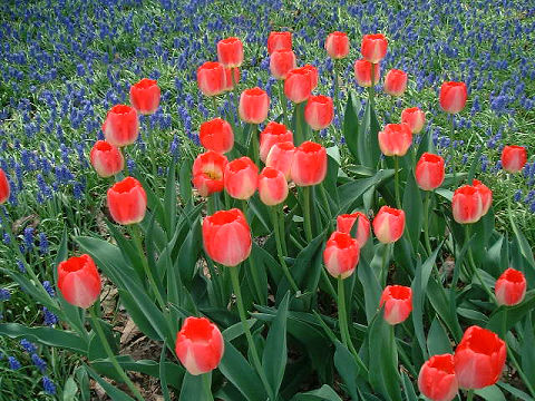 チューリップ　ジュディレスター