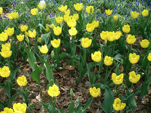 チューリップ　黄小町