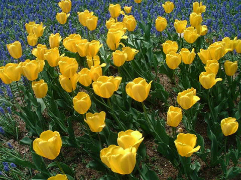 チューリップ　ゴールデンオックスフォード
