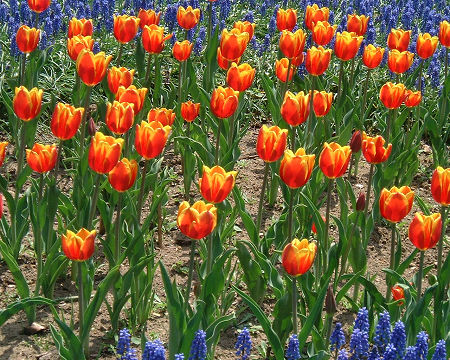 チューリップ　キースネリル