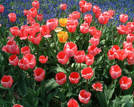 チューリップ　ピンクダイヤモンド