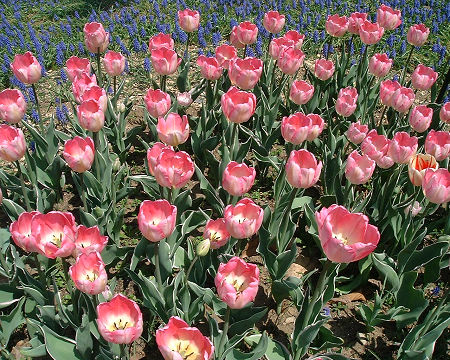 チューリップ　ニューデザイン