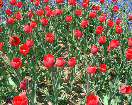 チューリップ　オレンジブーケ