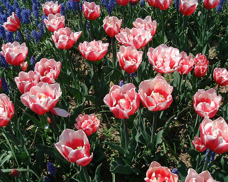 チューリップ　ウィロサ