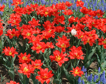 チューリップ　アバ