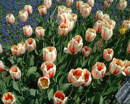 チューリップ　バーニングハート