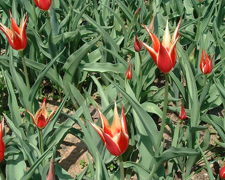 チューリップ　アラジンコート