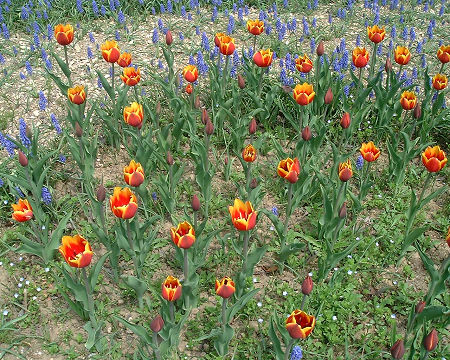 チューリップ　キースネリル