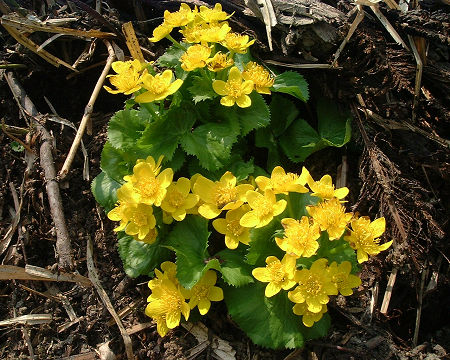 やちぶき　σ(＾△＾地方は雪が融けて真っ先に採れる山菜の一つです。
