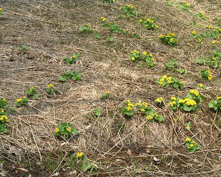 やちぶき　花・葉・茎すべて食べられます。