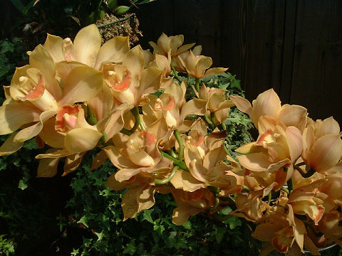 結婚のお祝いにはランの花を贈ります。