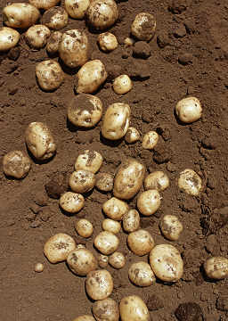 収穫　ジャガイモ