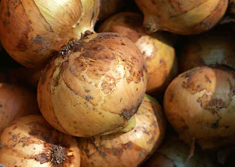 収穫　たまねぎ