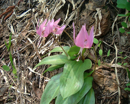 カタクリ　片栗粉の原料？