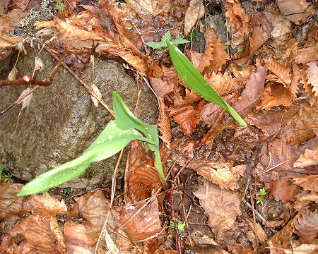 行者ニンニク　美味しいのだけれど臭いが気になる。。。