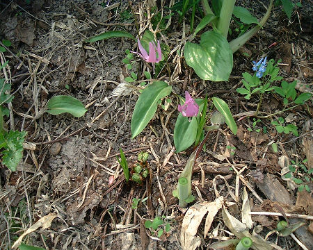 カタクリ　手前にあるのがゼンマイです。