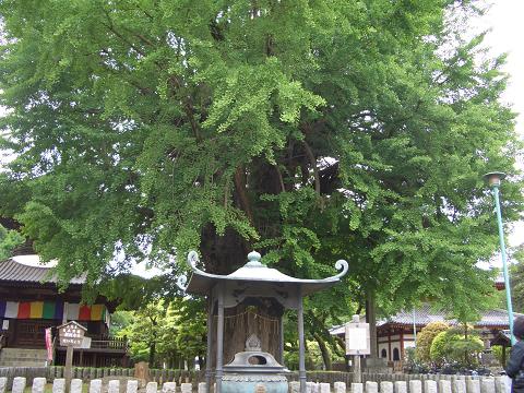 ばんな寺　ご神木.JPG