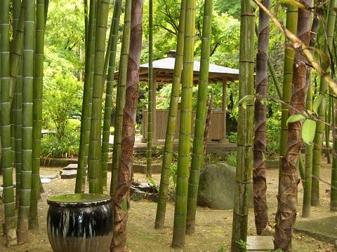 大前神社　裏庭.JPG