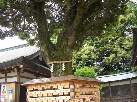 織姫神社　ご神木.JPG