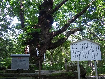 那須　ご神木.JPG
