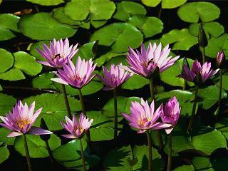 Water lilies (.JPG