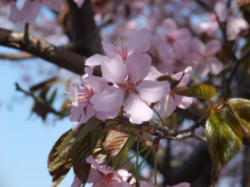 cherryblossom.jpg