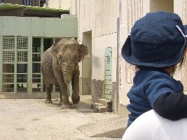 動物園ぞうさん