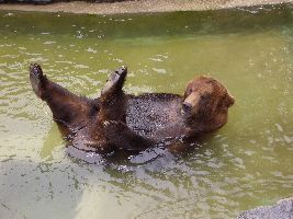 動物園くまさん