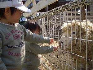 ひつじさん、はいどうぞ。