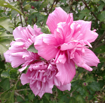 ムクゲ 八重咲き 赤紫色 沖縄ヤンバルの里山 楽天ブログ