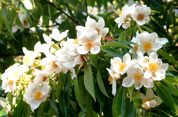 バンブーハウス イジュの花 沖縄ヤンバルの里山 楽天ブログ バンブーハウス イジュの花 沖縄ヤンバルの里山 楽天ブログ