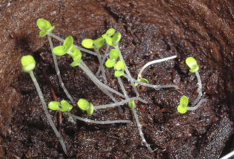 アニスヒソップ発芽