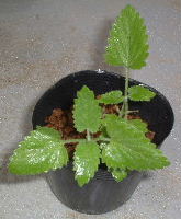 キャットニップ