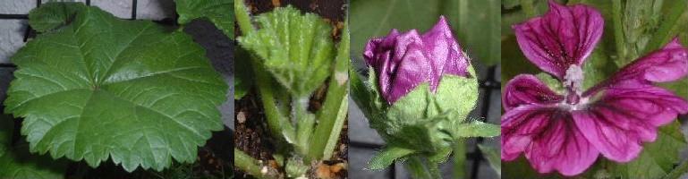 モルチアナの葉っぱ　右はモルチアナの新芽／つぼみ／花