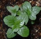 イングリッシュミントの苗