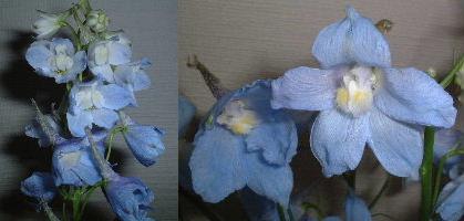 デルフィニウム