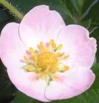 ピンク花品種／ワイルドストロベリー