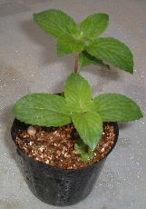 ジンジャーミント