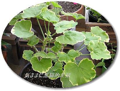 紅葉ゼラニウム