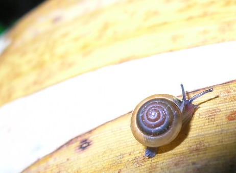 5ミリしかないかたつむりン