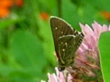 セセリチョウ？