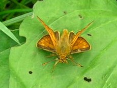 コキマダラセセリ