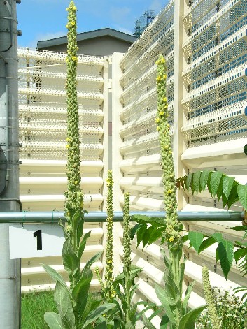 ビロードモウズイカ