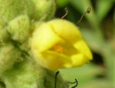 ビロードモウズイカ２