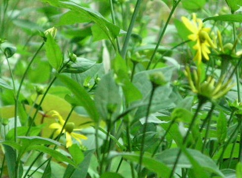 オオハンゴンソウ