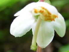 コバノイチヤクソウ